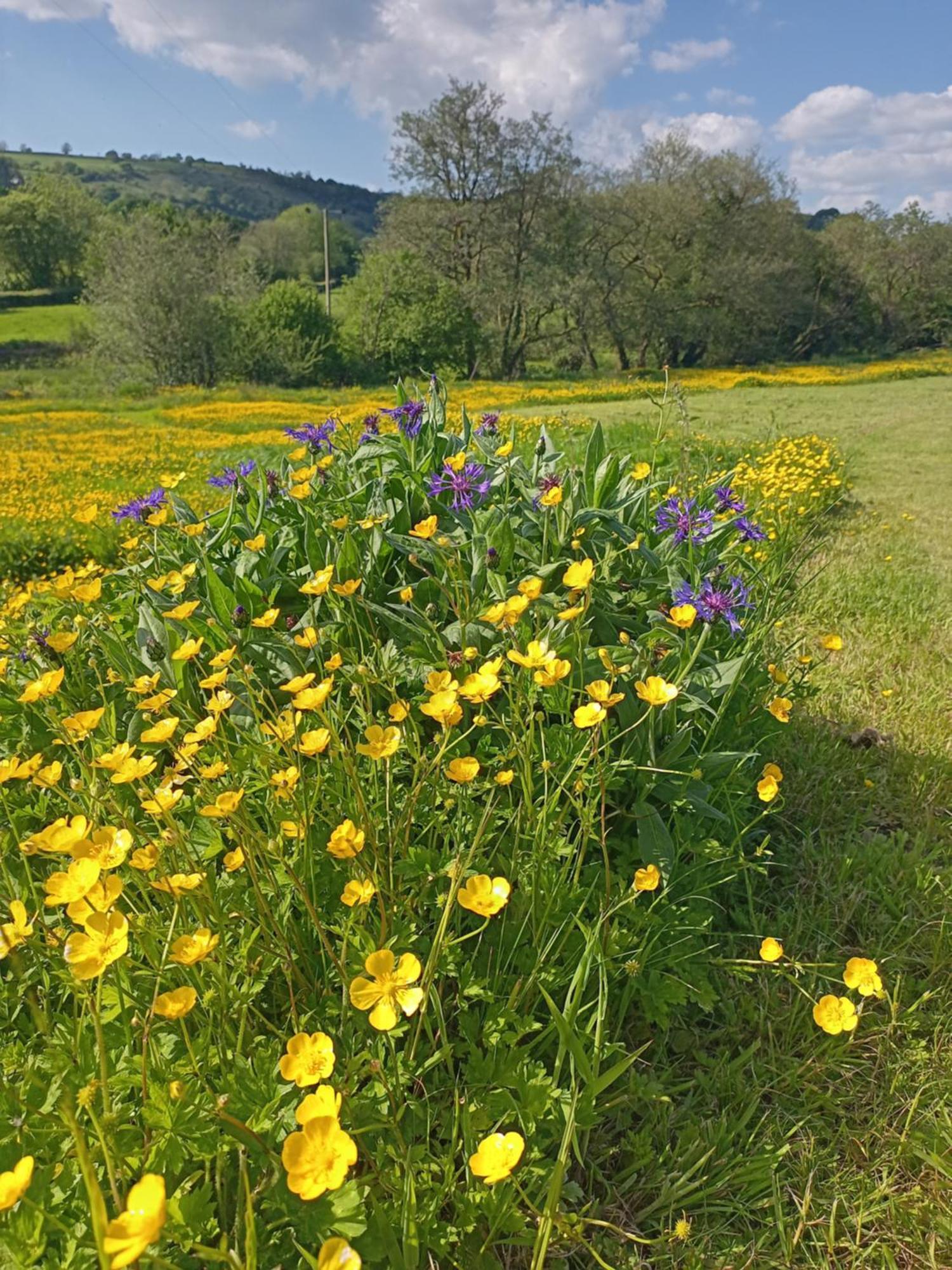 Oak Tree Farm Hotel Llanfynydd Luaran gambar